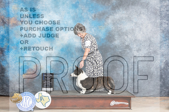 Cardigan Welsh Corgi #14 Sat WBCH Judge Jan PaulkMJP_0892_Abilene_2023_HR3