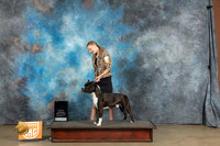 American Pit Bull Terrier #290 Sat Best of the Best