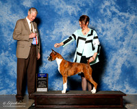 Boxer #10 Fri BOW Vanderpool Korinne and Darlene Vickerson Judge Jon R Cole