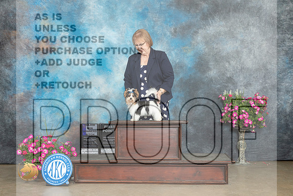 Biewer Terrier #10 Sat WB Judge Jacqueline L Stacy r_MJ_6558_ARK2023_HR3