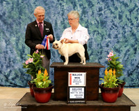 French Bulldog #10 Sun BOS Maj Stephanie Roberts Judge Fred Bassett HR ABilene May 2013
