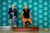 Vizsla #779 Fri G1 Judge David Kittredge