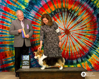Corgi Pembroke Welsh #8 Sun BOB Maj Perry Marcene & Tammy Floyd & Sharon Wild DVM Judge G Jeavons