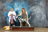 Dalmatian #123 Sun RBIS Judge Michelle Blackowl Chavez