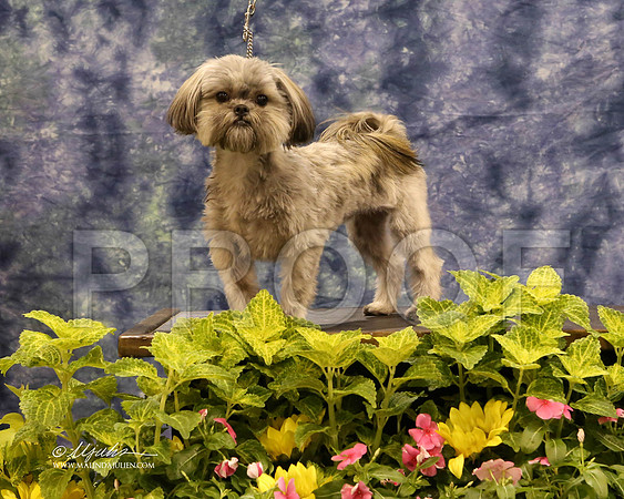 Shorkie-0456-HR
