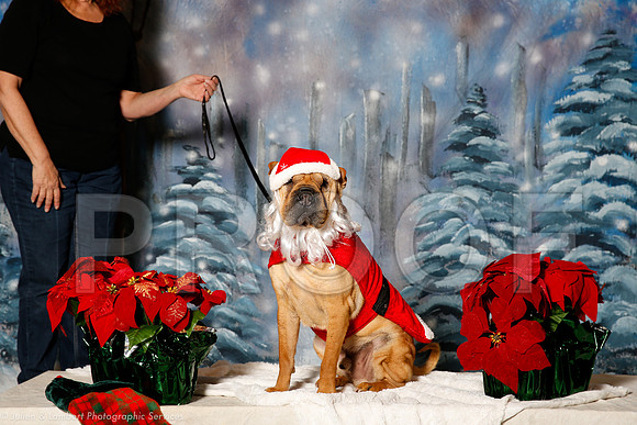 _ST_1332-PetsWestDec2015-HR3