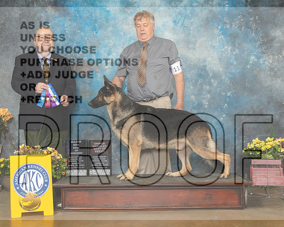 German Shepherd Dog #11 Sun WDBOW Judge Ray Filburn-MMJ_1215-NWARK2022-HR3