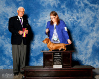 Dachsund Wirehaired #9 Fri BOV NGC Cathy Smith Judge Charles Trotter