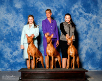 Pharaoh Hound #? sun Custom Shawna Swanson