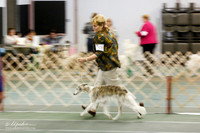 Silken Windhound Sat Ring