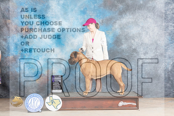 Bullmastiff # Sun WBCh Judge Gary AndersenMJP_1700_Abilene_2023_HR3