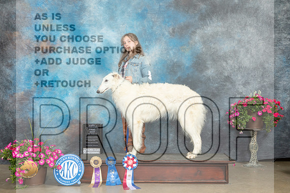 Borzoi # Sun Best in Field_MJ_7315_ARK2023_HR3