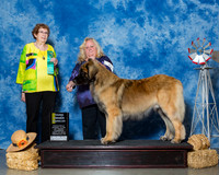 Leonbergers #5 Thrs G3 OH Jones Wendy Dnae Wilson Teresa West Judge Mrs Carolyn A Herbel