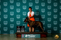 Dutch Shepherd #518 Sat BOBTDQ Judge Pat O'Donnell