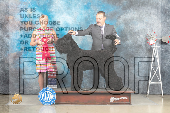 Black Russian Terrier #5 Sat G2 Judge Debra Thornton_MJ_4528_Amarillo_2022_HR3