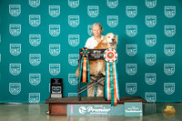 Golden Retriever #131 Thur Utility
