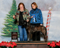 Dutch shepherd #? Sun S1 NC Debbie Judge Melissa Kidd