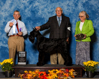 Giant Schnauzers #9 Sat SD Goulet Pierre France Godbout Judge Mr Richard J Lewis