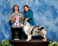 Australian Shepherd #? sun BIS Maggie Pryor Judge Anna Baughn