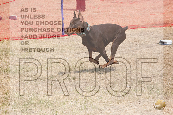 Doberman Pinscher Percision Coursing Sat Longview WA 2024_JJL_3694_Longview WA_2024_HR3