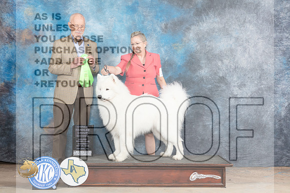 Samoyed #11 Sat OHG2 Judge Ronald HornMJP_1123_Abilene_2023_HR3