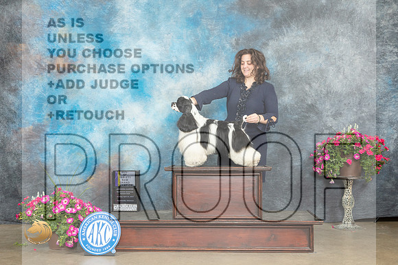 Cocker Spaniel Parti #19 Sun BOVNGCH Judge Janet Warner_MJ_7423_ARK2023_HR3