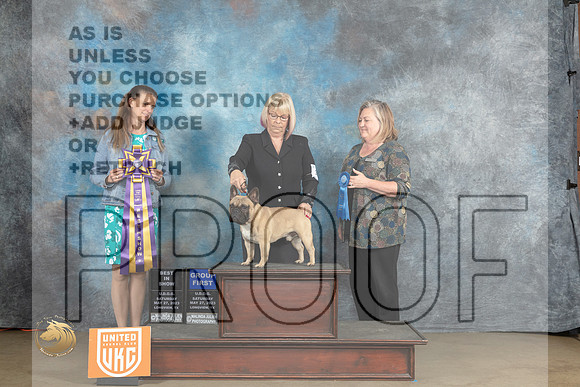 French Bulldog #215 Sat G1 Tracy Kallas RBIS Judge Amy TurnerMJP_2329_UKCLNVWMAY2023_HR3