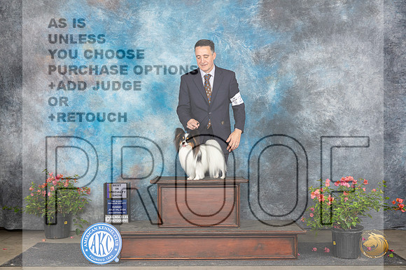 Papillon #23 Sun BISS Judge Pamela Wilson__JP_6440_San Antonio_2024_HR3