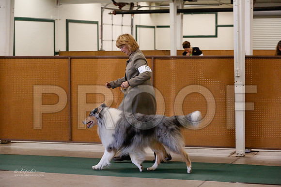 Collie-9410-NormNov13-HR