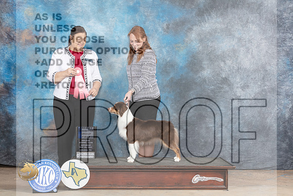 Miniature American Shepherd #8 Sat BBEG1 Judge Cindy KnoxMJP_1196_Abilene_2023_HR3