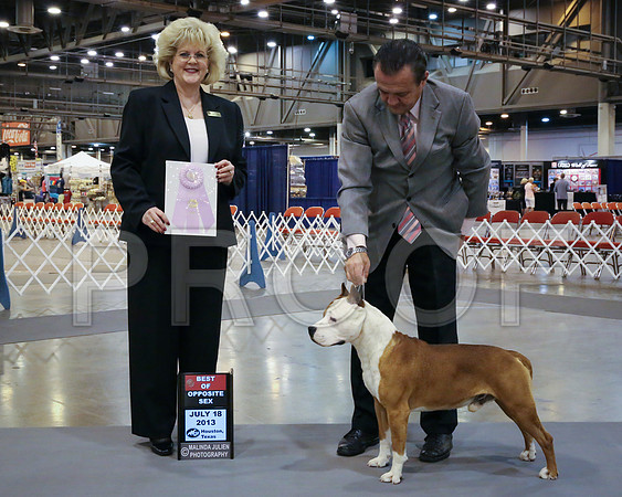 AmStaff-3584-HstnJ13HR