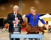 Dachshund Smooth #11 Fri BOV Ilouno Storm and Roland Hernandez Judge Charles Trotter