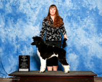 Poodle Multi Color #123 Sat S1 Best Puppy Christie Martin
