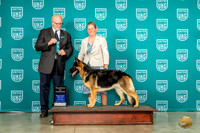 German Shepherd Dog #115 Wed CH of CH Judge Fred Hyer