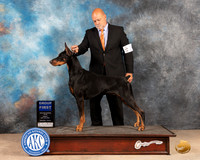 Doberman Pinscher #23 Fri G1 Judge Joan Liebes
