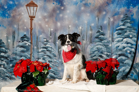 _ST_1402-PetsWestDec2015-HR3