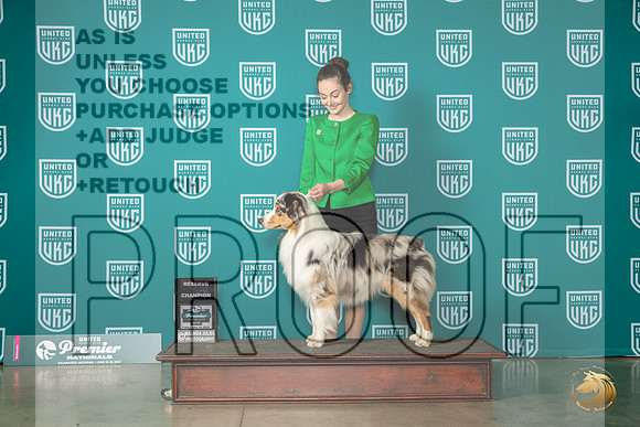 Australian Shepherd #397 Fri RCH Judge Matthew ProctorMJP_4594_Premier2023_HR3