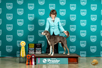 Mountain Cur G4