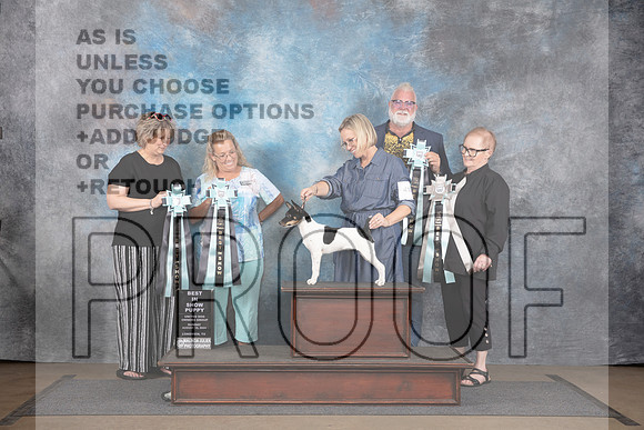 Rat Terrier #415 Sun BISP __JP_3197_LongviewTX_2024_HR3