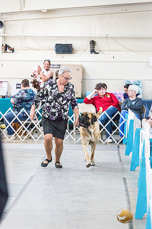 Mastiff Ring FriJJL_7814_ARK2023_HR3