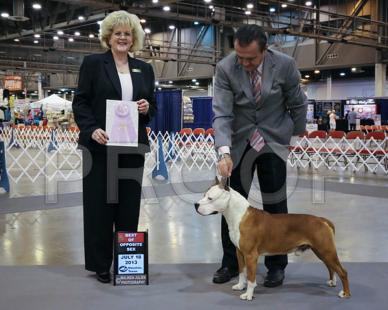 AmStaff-3586-HstnJ13HR