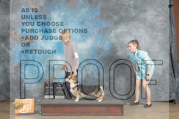Pembroke Welsh Corgi #153 Sun BOB R Junkins Fri MJulienMJP_2610_UKCLNVWMAY2023_HR3