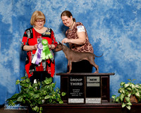 American Hairless Terrier #123 Sun G3 NC Deborah Taylor Judge Linda Hughes