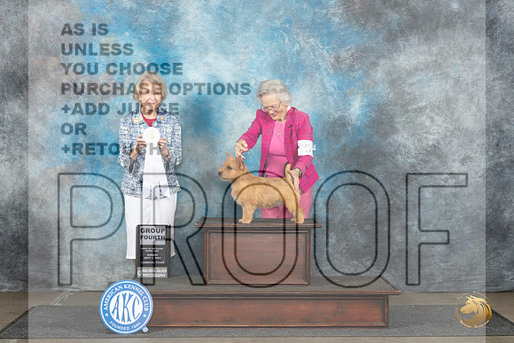 Norwich Terrier #5 Sun G4 Judge Ann Bolus__JP_4011_Lubbock_2024_HR3