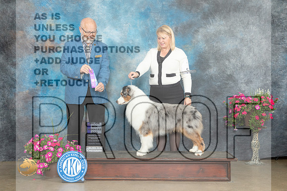 Australian Shepherd #9 Sat WDM Judge Gary Andersen_MJ_7090_ARK2023_HR3