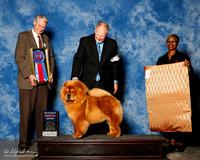 Chow chow #5 Sat RBIS Brantley Michael and Linda Judge Jon cole