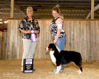 Australian Shepherd #? Sun RWD Sue Fullington