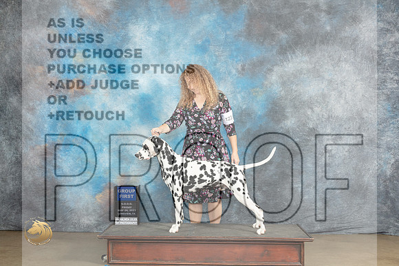 Dalmatian #123 Fri BOB - G1 Judge Malinda JulienMJP_1939_UKCLNVWMAY2023_HR3