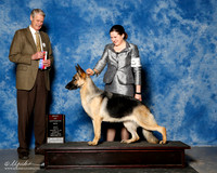 German Shepherd Dog #14 Sun BOS Zawila Candy Kane and James Zawila and PAt Kenwell Agent Ashley Miller Judge Jon cole