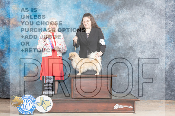 Tibetan Spaniel #11 Sat BOSWB Judge Jan PaulkMJP_0797_Abilene_2023_HR3